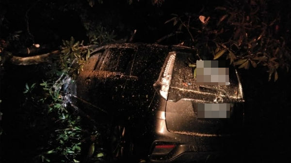 甘榜珠宝达蓝发生倒树事故，并压在一辆轿车上。