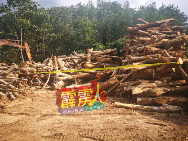 霹雳森林局相信有关橡胶木，将被运往吉打的一间工厂加工。