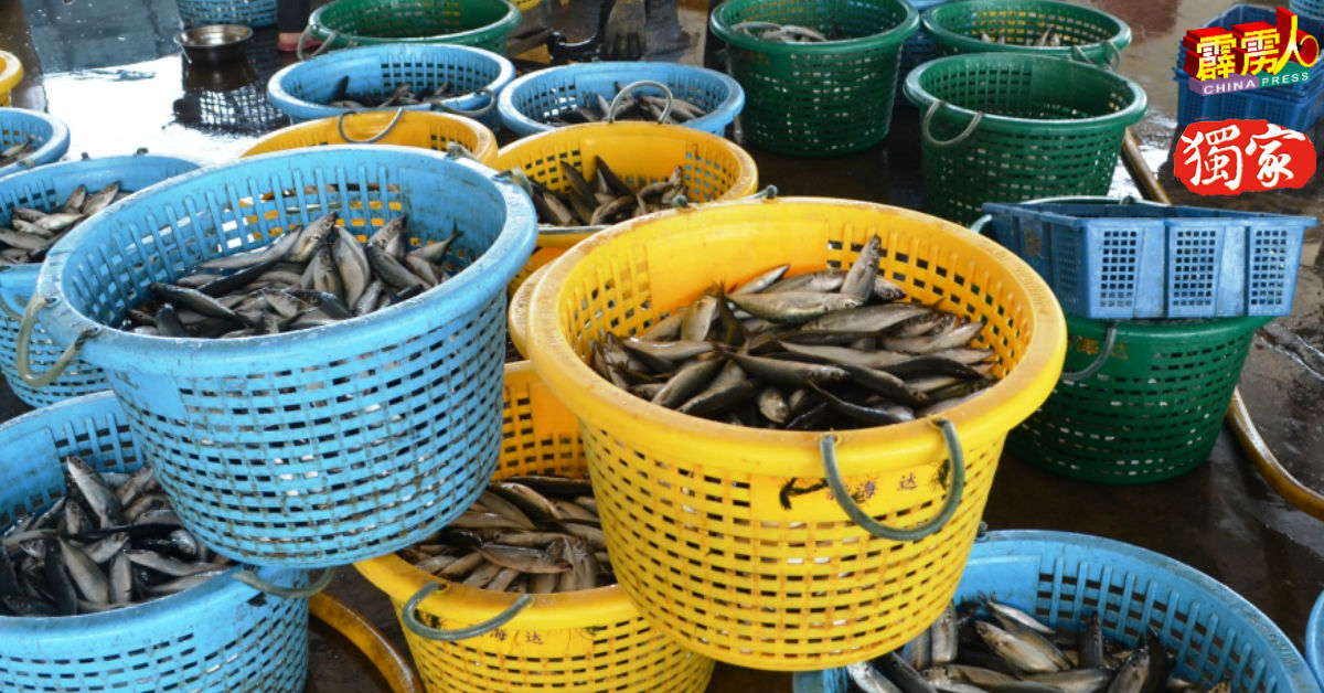 渔行业者指近日海鱼获丰收。（档案照）