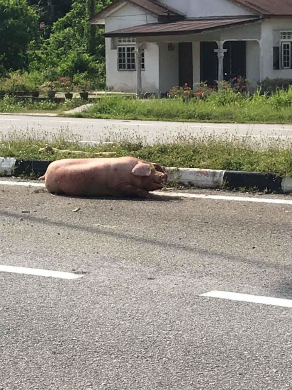 一只猪只疑从罗厘上掉下，腿部受伤后坐在马路旁。（图取自面子书用户Saiful Bahari）