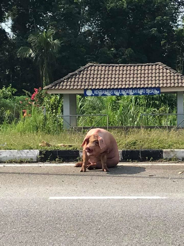 一只猪只疑从罗厘上掉下，腿部受伤后坐在马路旁。（图取自面子书用户Saiful Bahari）