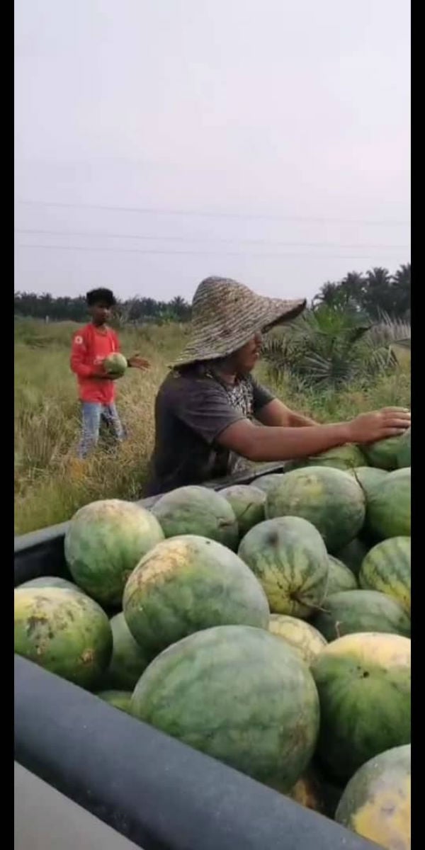 种植业者安排满满一车的西瓜来换鲜鱼。