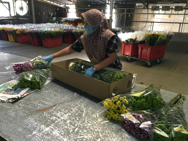花农100%需要用到纸皮箱装鲜花，再运送至其他地区。