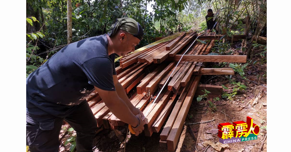 执法人员在测量经树桐加工成的木板，估计价值。