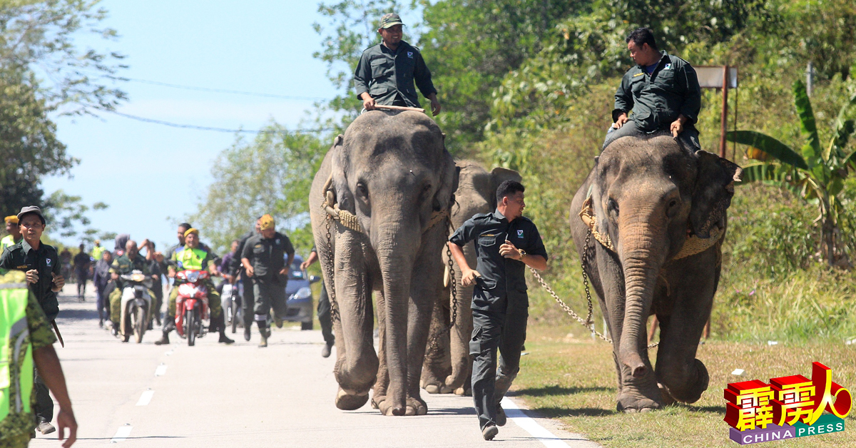 一旦霹雳大象庇护中心建竣，将会减少州内野象闯入民区或种植区破坏事件。（档案照） 
