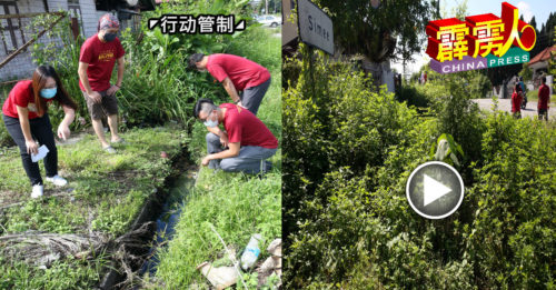 ◤行动管制◢野草丛生   沟渠阻塞   狮尾毒蚊肆虐