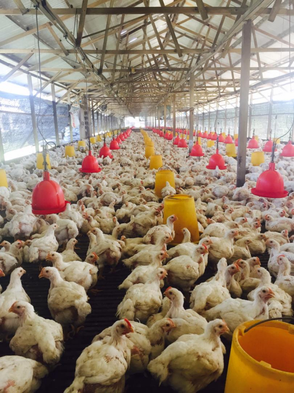 管制令效应使到市面对鸡只需求量大减，鸡只销量剧跌。