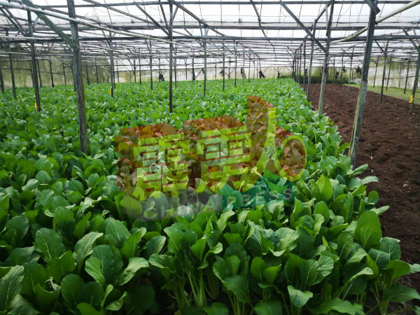 随着近来雨季影响蔬菜的产量及有效的自我调整行销方法后，金马崙蔬菜过剩的情况已获舒缓。