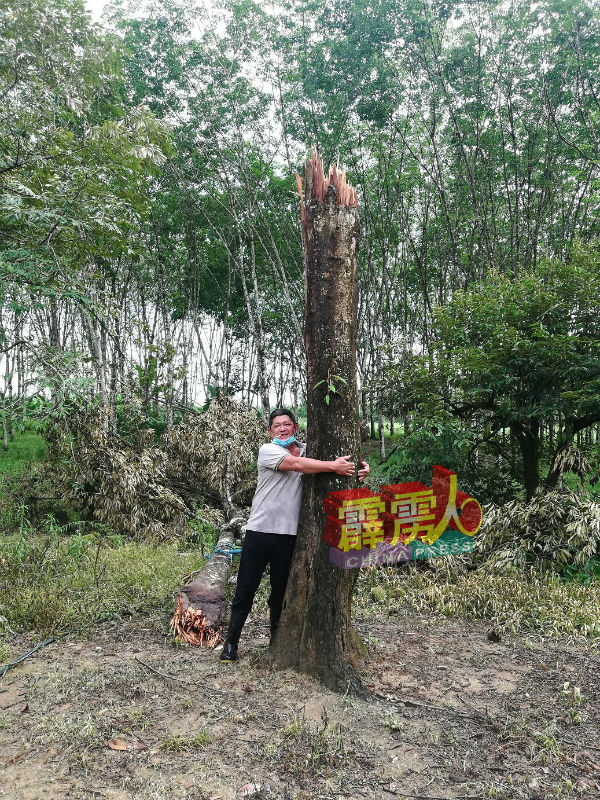 杨富华抱着由父亲在30多年前种下的168品种榴梿树。