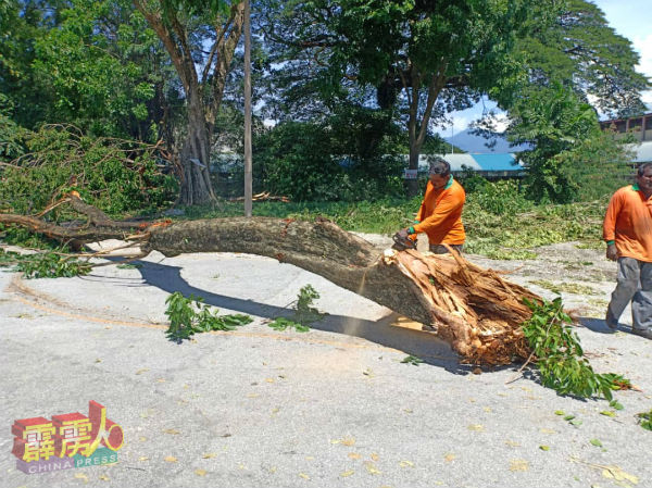 工作人员把倒下的大树锯成小块，方便清理。
