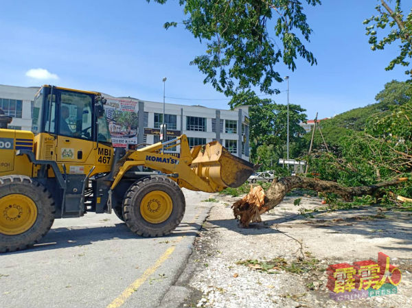 怡保市政厅周四（21日）继续展开清理倒树工作。