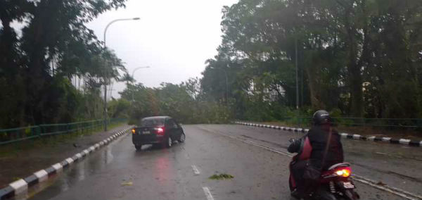 一场狂风暴雨过后，怡保多个地区出现倒树。（怡保新街场义务消防队提供）