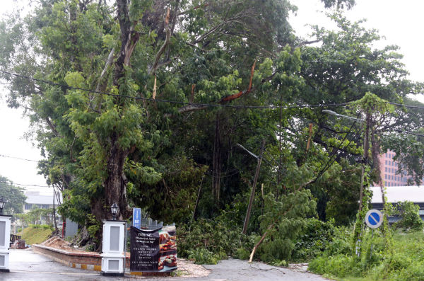 强风“袭击”怡保多个地区，多处可见树倒的情况。
