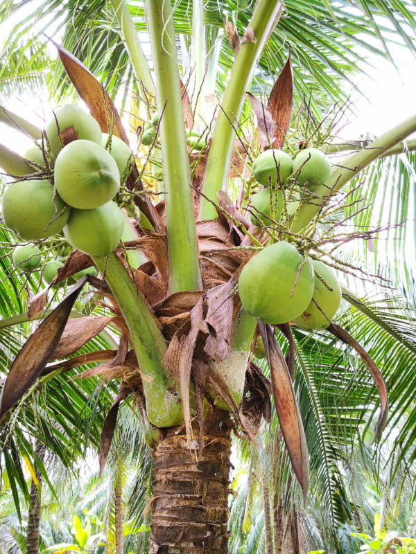 佳节前3几天，也是椰子销量的“冲刺期”。