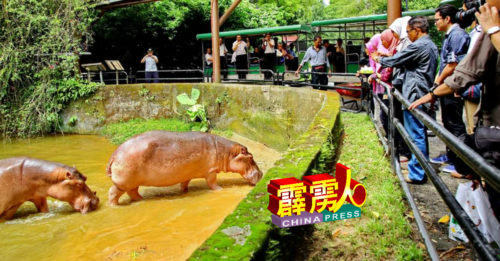 ◤行动管制◢ 动物园SOP未颁布  太平动物园暂不对外开放