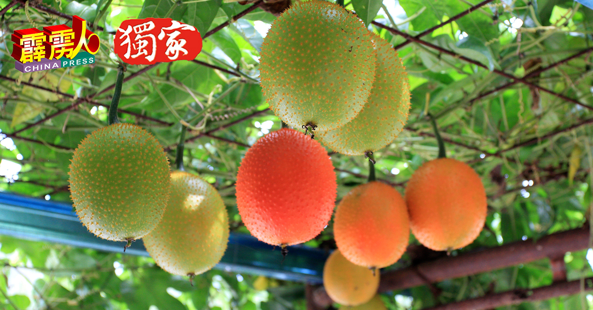 木鳖子果实初期为绿色，随后将会转为黄色及橙色，成熟后则变成鲜红色。