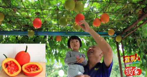 木鳖子营养价值高  园艺明日之星