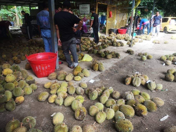 峇都古劳榴梿远近知名，目前是榴梿盛产季节。
