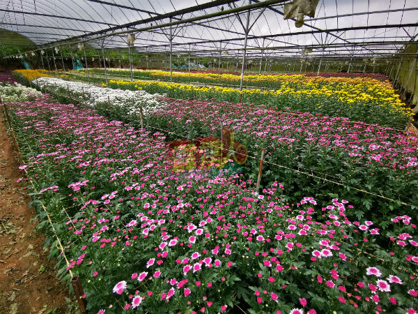 在政府实施管制令后，虽然初期销售路受到影响，但一些花农在减产之余，依旧保留四分之三的土地，继续种植鲜花。
