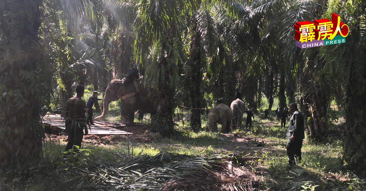 参与任务的两头雌象分别名为“阿博”（Abot）和“兰百”（Rambai），牠们把野象夹在中间，引诱牠去到准备多时的拖格罗厘。