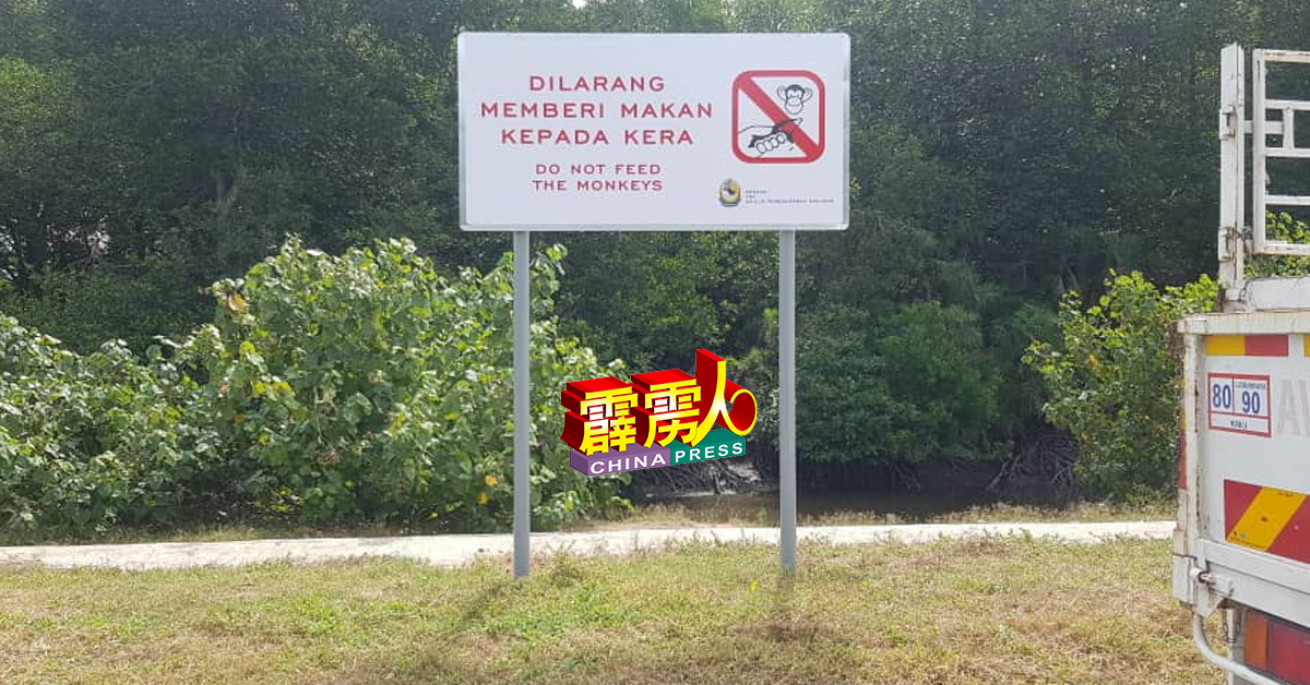 位于维土坎红树林的禁止喂野猴的告示牌。（曼绒市议会提供）
