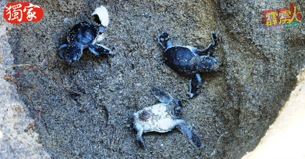 游客可在直落哥打邦“邦咯岛海龟孵育中心”，亲眼见证小海龟破蛋而出的萌样！