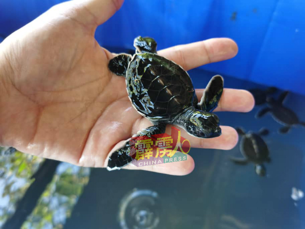 邦咯岛上的直落哥打邦海湾的近期上岸产卵的海龟增，吸引不少游客前往看小海龟。（档案照）