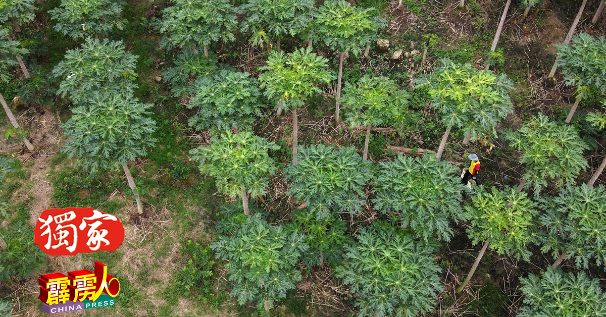 木瓜属于小乔木，在成长期间会不停地一直长高，最高可以达到10公尺，增加采收及喷洒农药工作的难度。