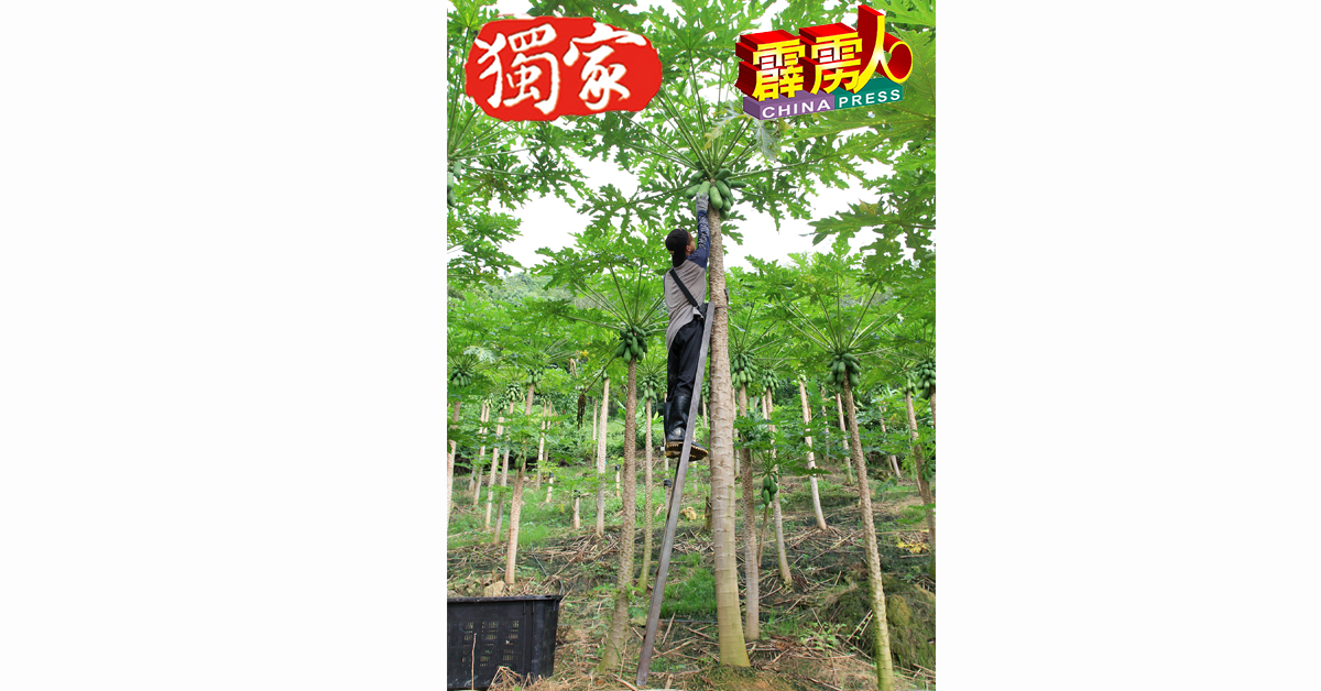 由于没有採用“木瓜矮化法”技术，刘志祥的木瓜树平均都有12至15尺的高度，必须要用楼梯採果或喷洒农药，在高山斜坡处，蔚为奇观。