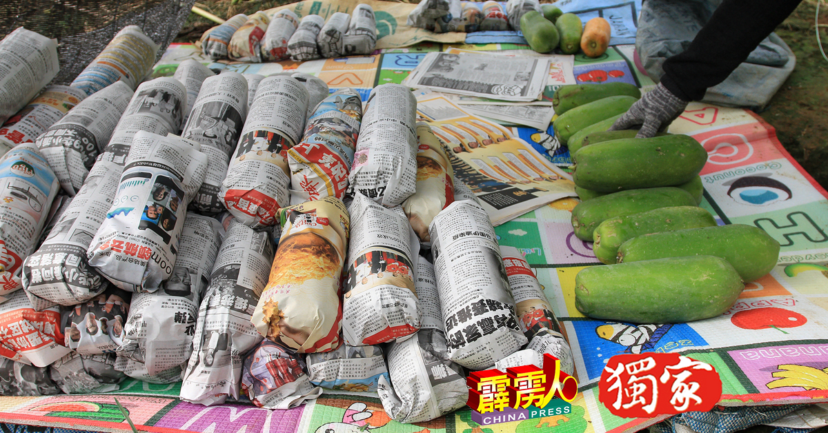 从树上採集木瓜后，用报纸包起来，可减少表皮磨损。