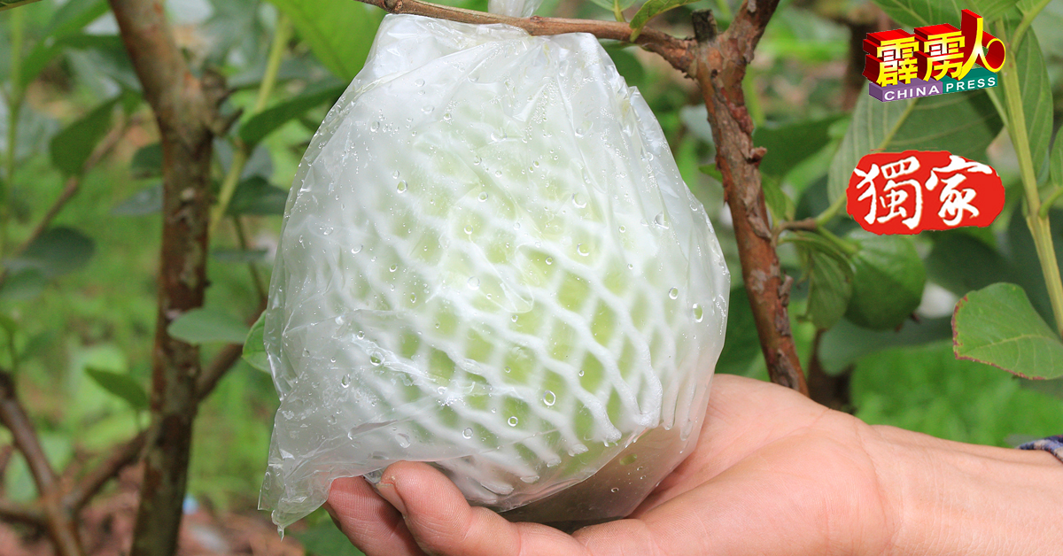刘志祥种植罗汉品种的番石榴，大粒又脆口