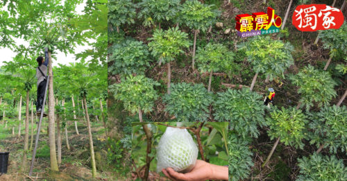 【霹雳头条】胶价疲软  胶工转种木瓜 番石榴