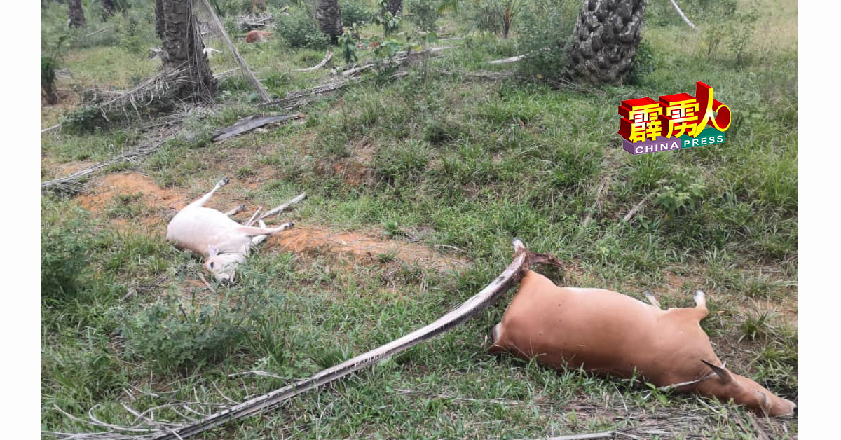 其中两头牛倒毙在油棕园内。