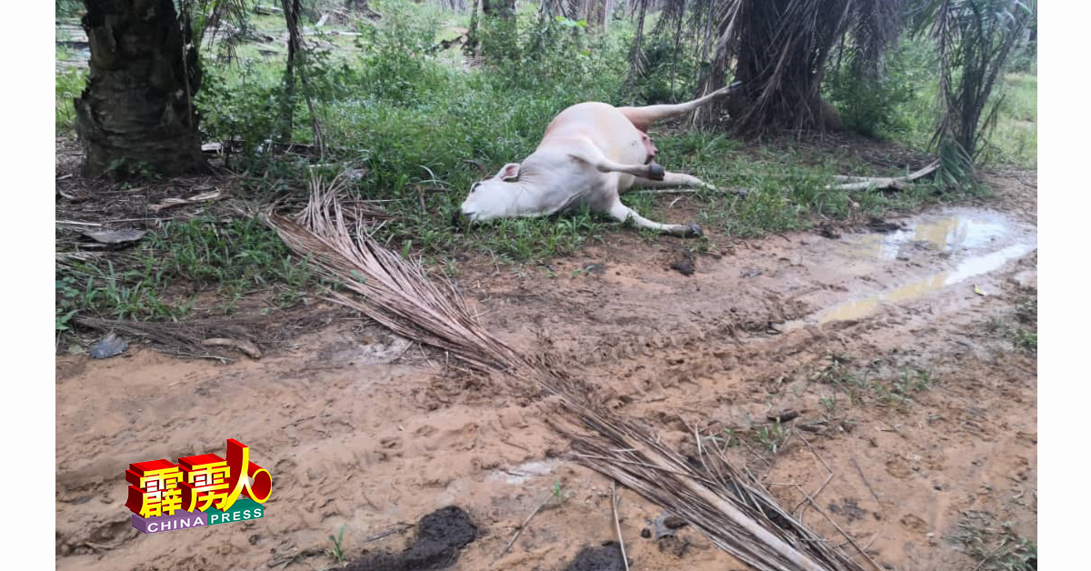 警方已联络兽医局介入调查，以鑑定这群牛的死亡原因。