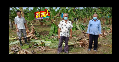 牛群闯芭场  待收成水果全被毁