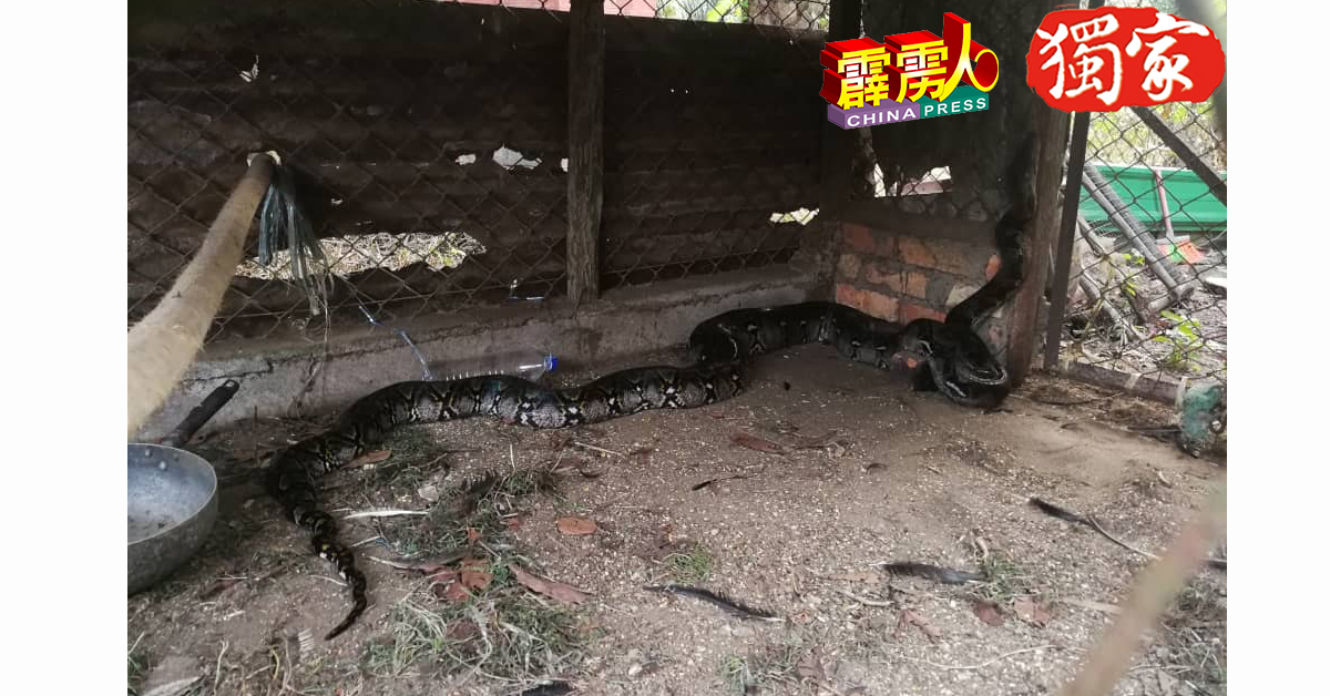 16呎长的蟒蛇闯入江沙一间藤厂，一口气吞噬鸡笼的3只鸡后，难以行动。

