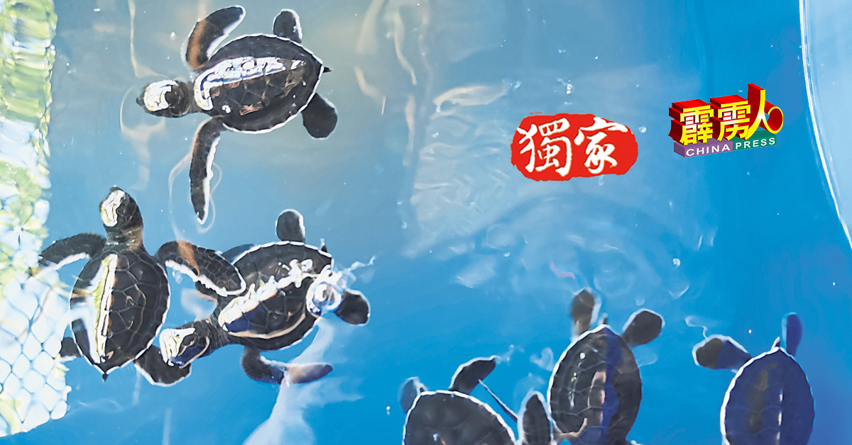直落哥打邦的海龟孵育中心也允许游客更近距离地接触小海龟。