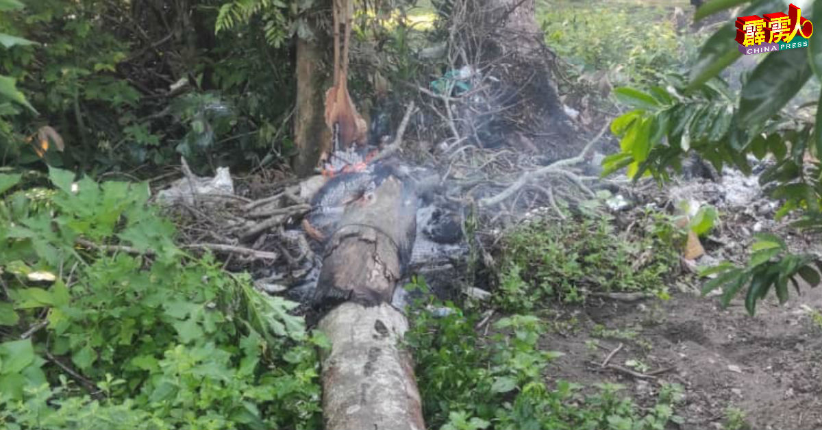 1名村民欲烧1棵树的树根，却引发树倒压在自家厨房的意外。