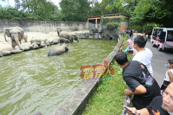 太平动物园成了国内旅游的热门景点，逢假日都吸引各族民众带同孩子前往观光，享受亲子乐。（档案照）