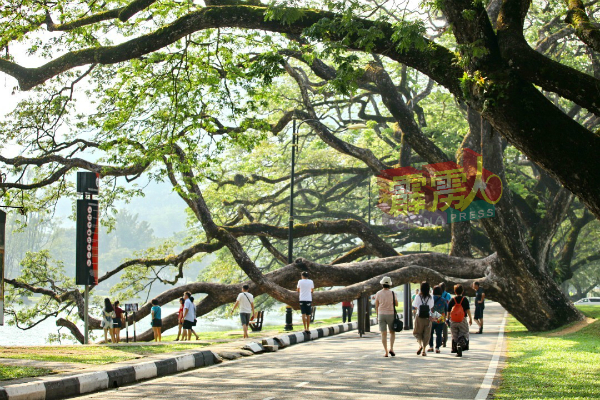 拥有“雨城”之名的太平，百年雨树是游客慕名的特色。（档案照）