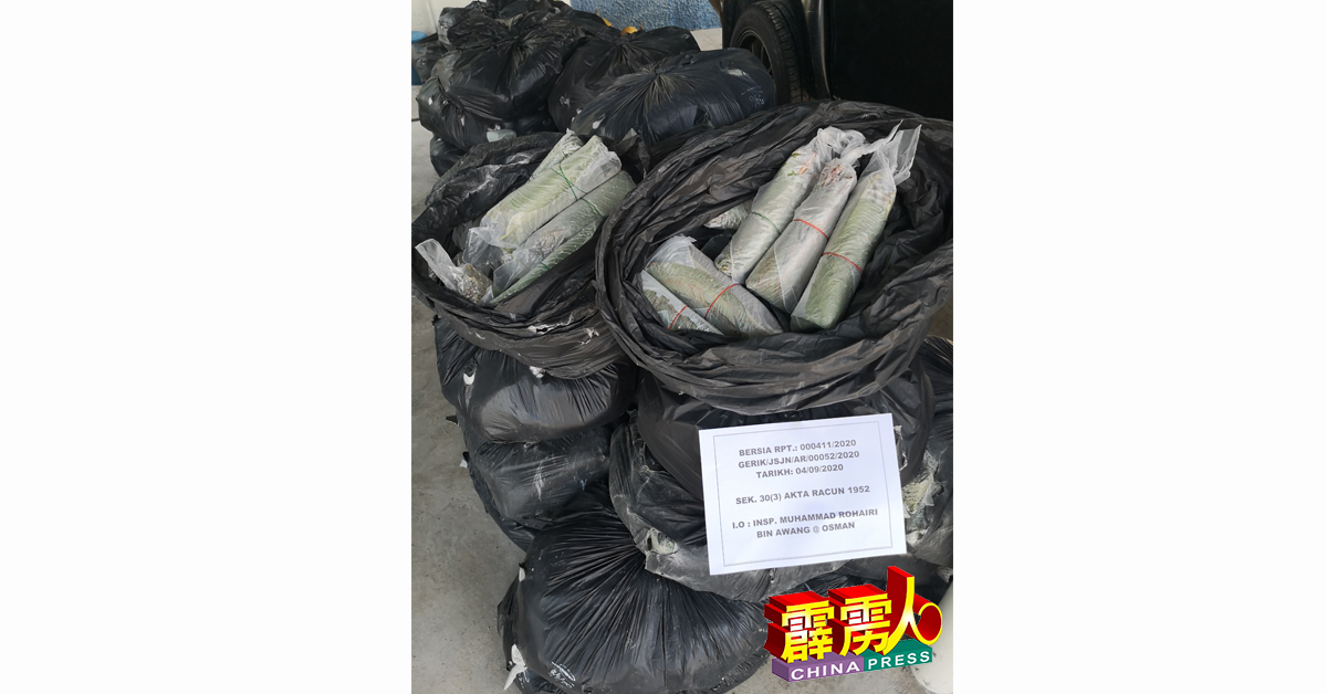 宜力警方破获今年最大宗葛冬叶毒品案，起获重达1333公斤，总值1万3000令吉的葛冬叶。