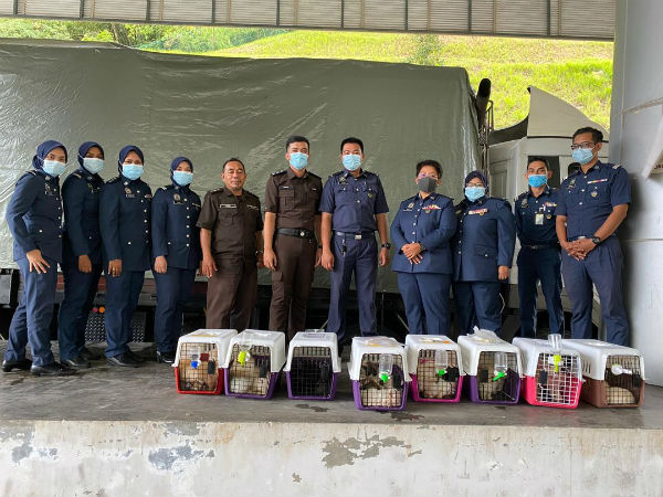 农业及农基工业部的霹雳检疫及检验服务局，及霹雳关税局执法员通力合作，充公意图走私入境的23只名犬。