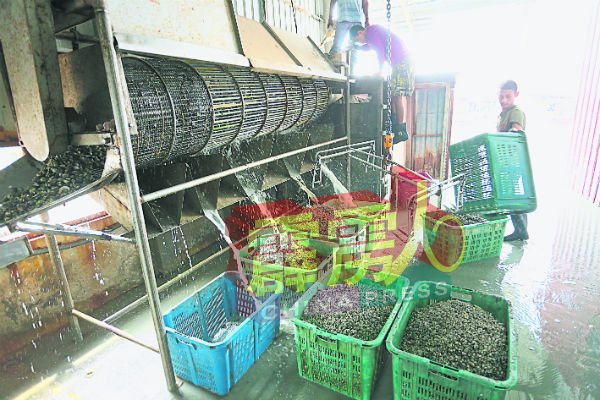 捕回来的鲜蚶需经过机器清洗，并分类大小装入袋。