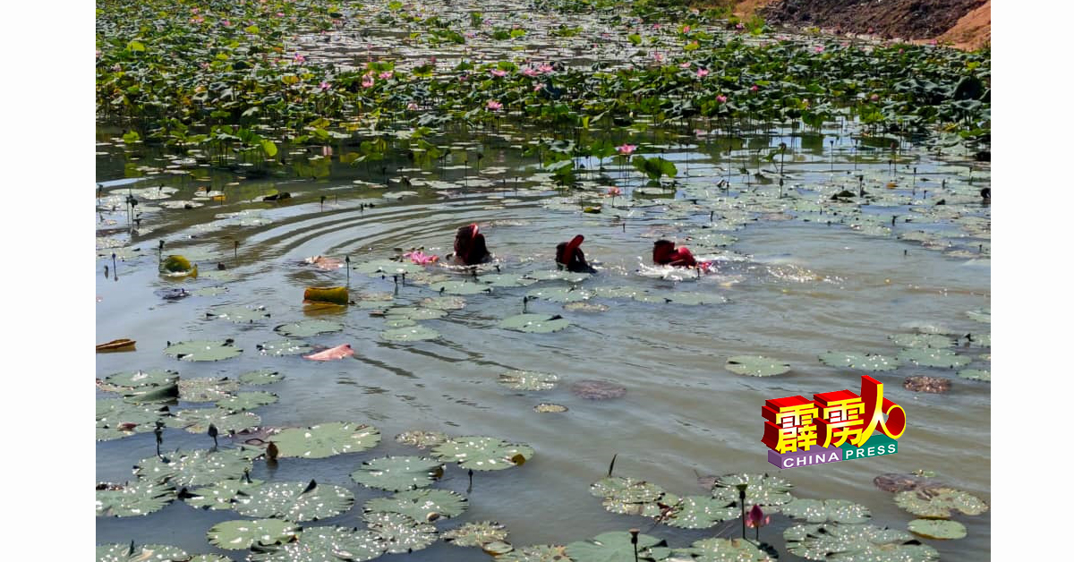 消拯员在长满莲花的废矿湖，进行打捞。