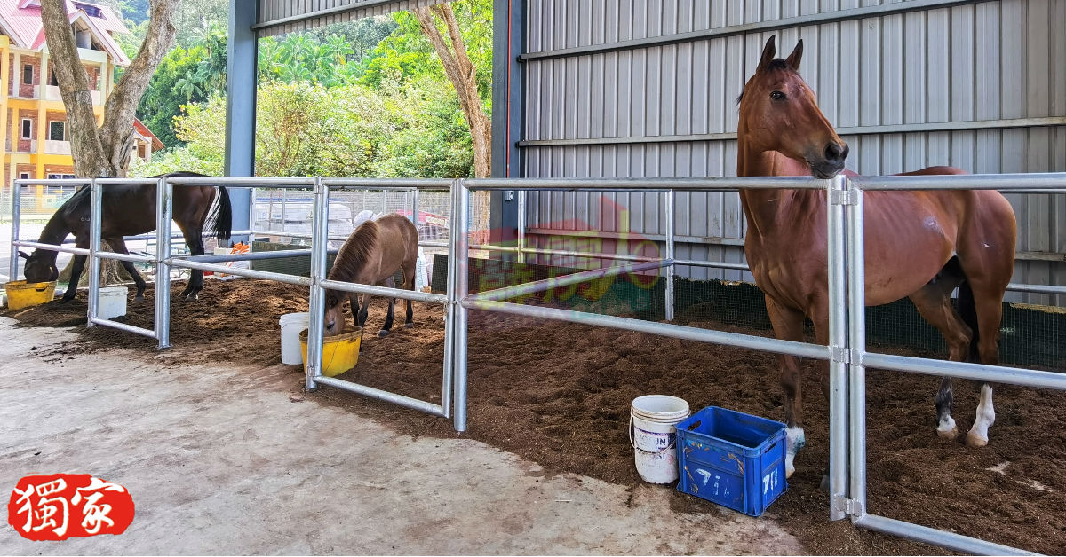 直落峇迪海滩旅游管理处也饲养数隻马儿，供民众体验骑马乐趣。