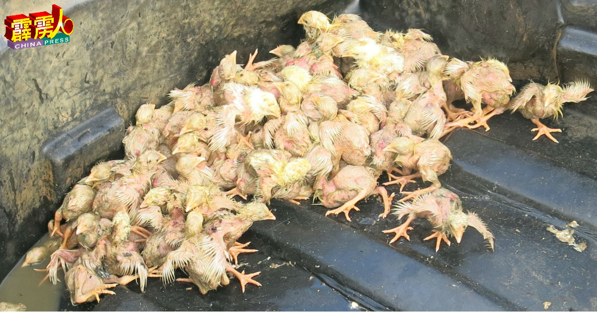 养鸡农场业者从大火中救出数百隻奄奄一息的小鸡。