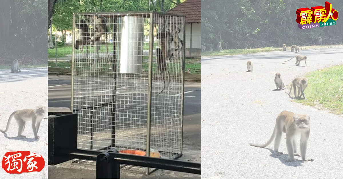 曼绒市议会在直落迪海滩设置捕猴铁笼，甫一试用，即成功诱捕多隻野猴。（照片取自曼绒市议会面子书）