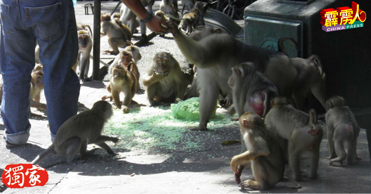 民众习惯性地喂食野猴。（照片取自面子书）