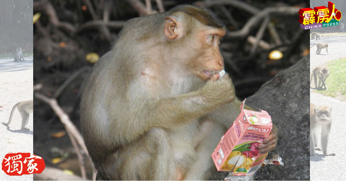 曼绒数个观光区陆续出现野猴翻倒垃圾桶找到食物的情况（照片取自面子书）