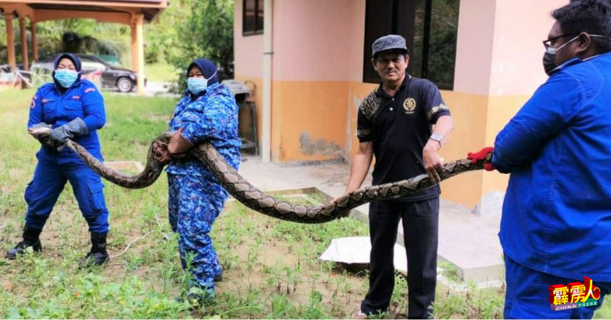 民防部队队员制伏1条逾3公尺长的凶猛蟒蛇。